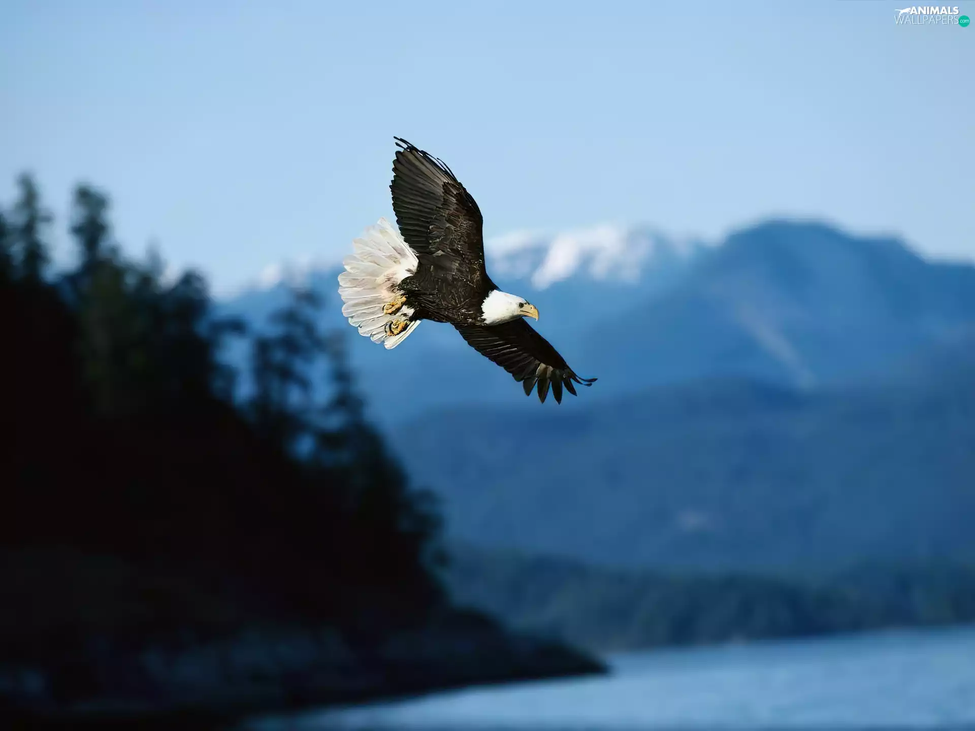 American Bald Eagle