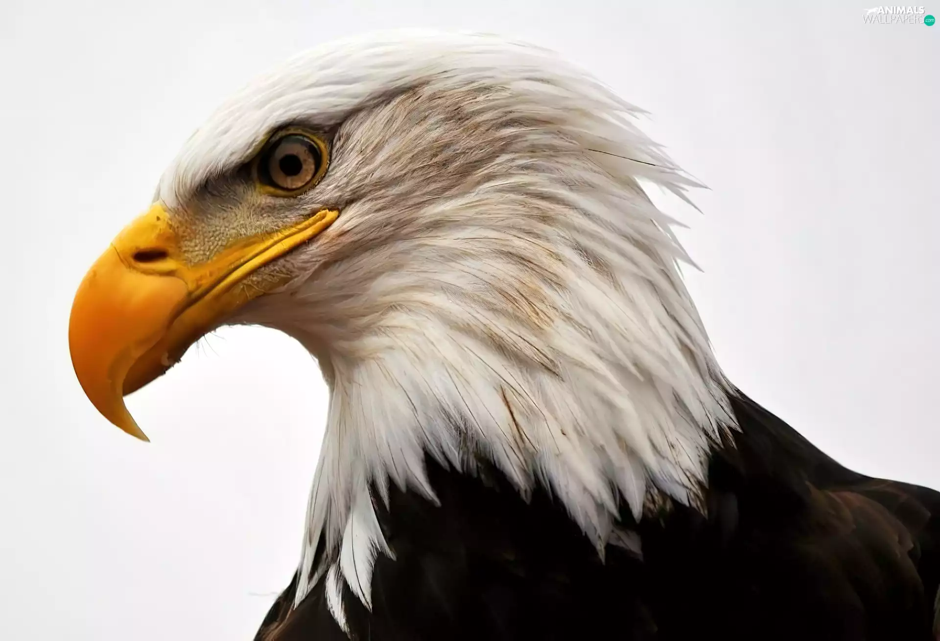 American Bald Eagle