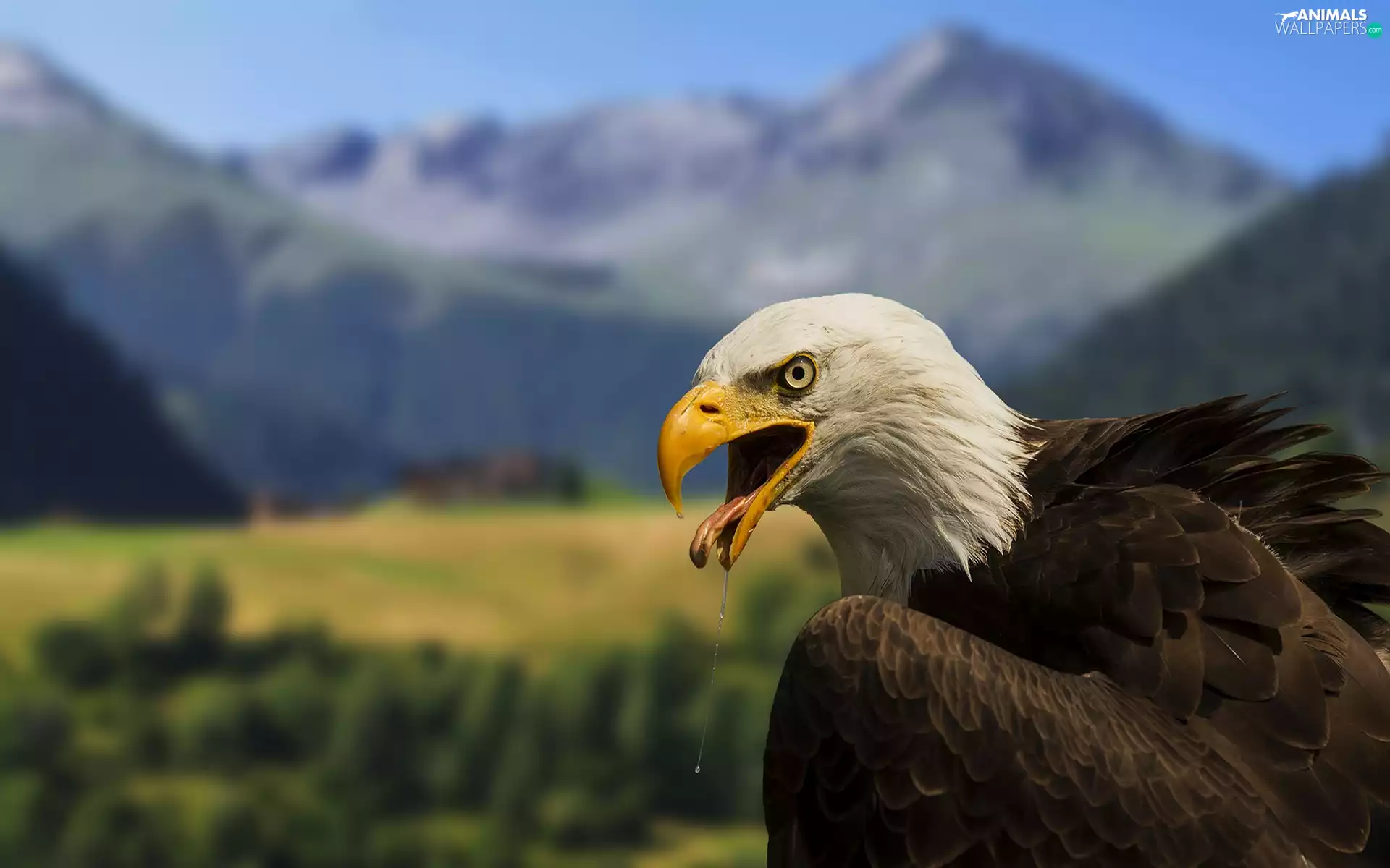 American Bald Eagle