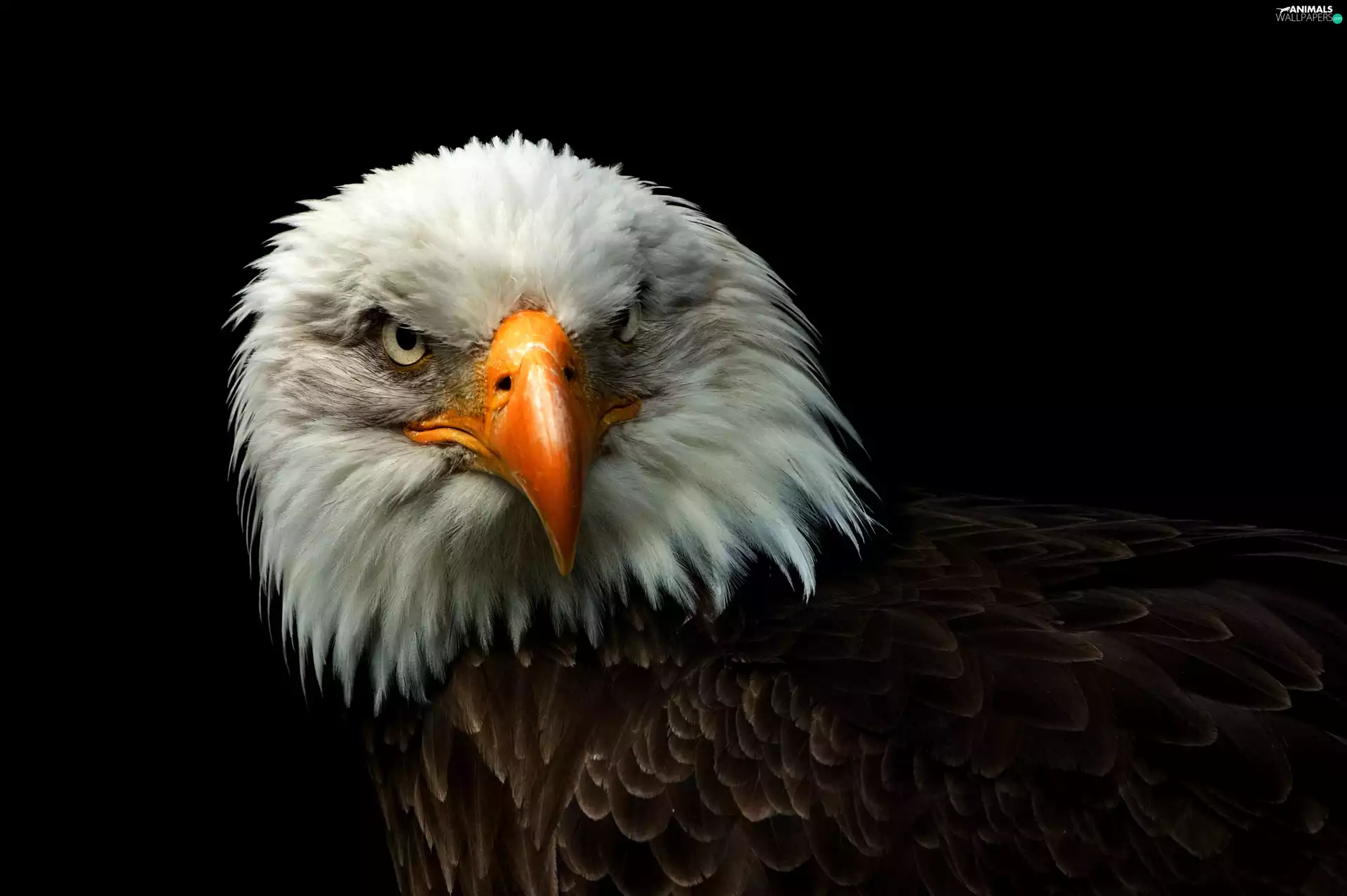 American Bald Eagle