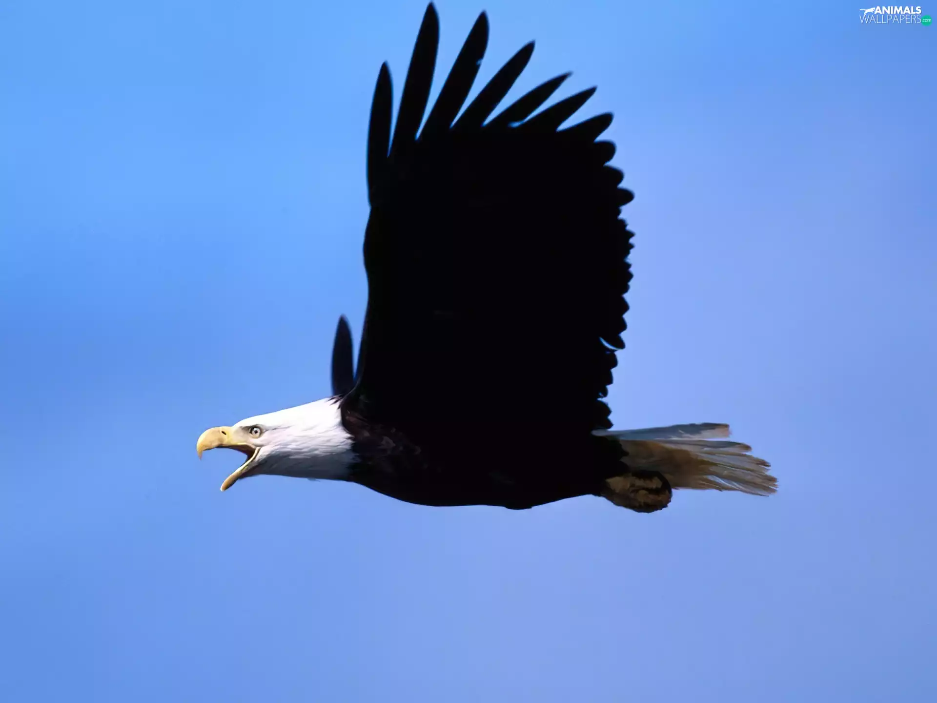 American Bald Eagle