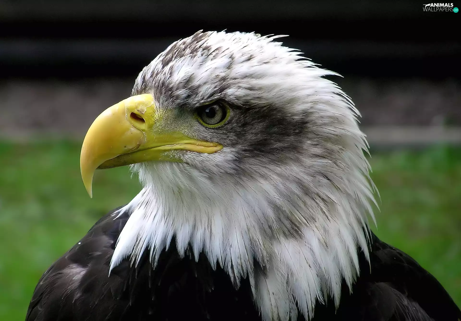 American Bald Eagle