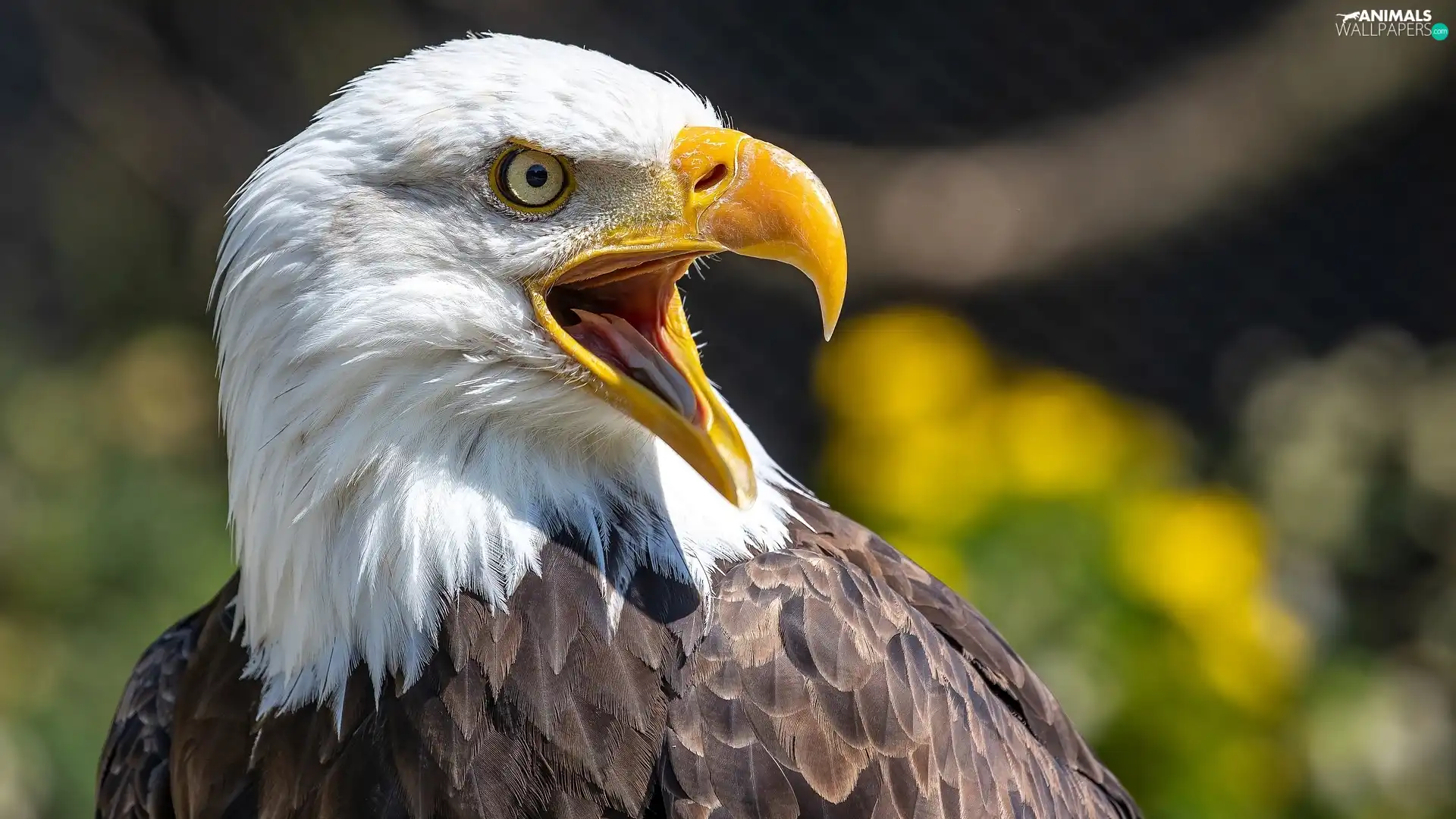 Bird, open, nose, American Bald Eagle