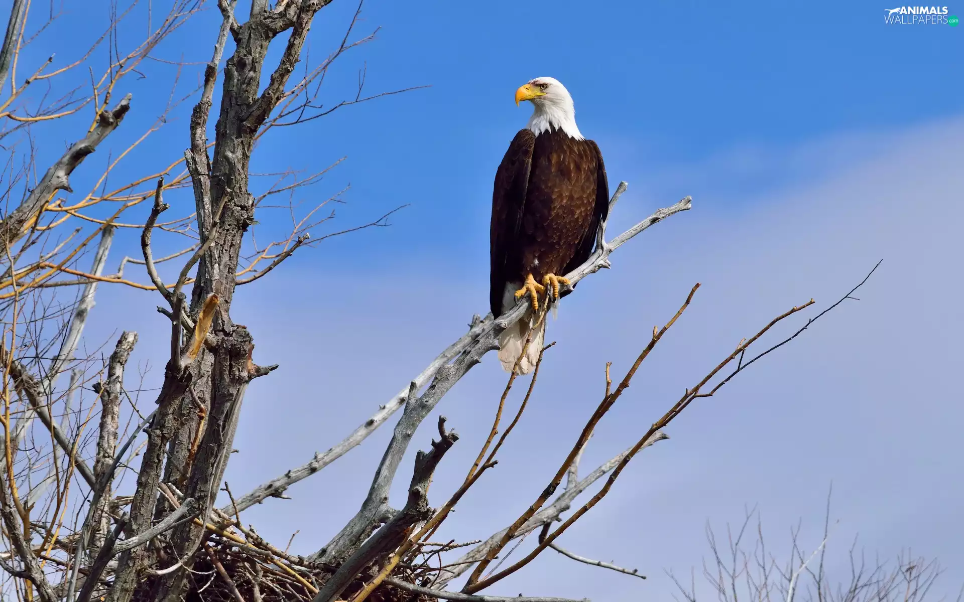 Bird, clouds, trees, American Bald Eagle