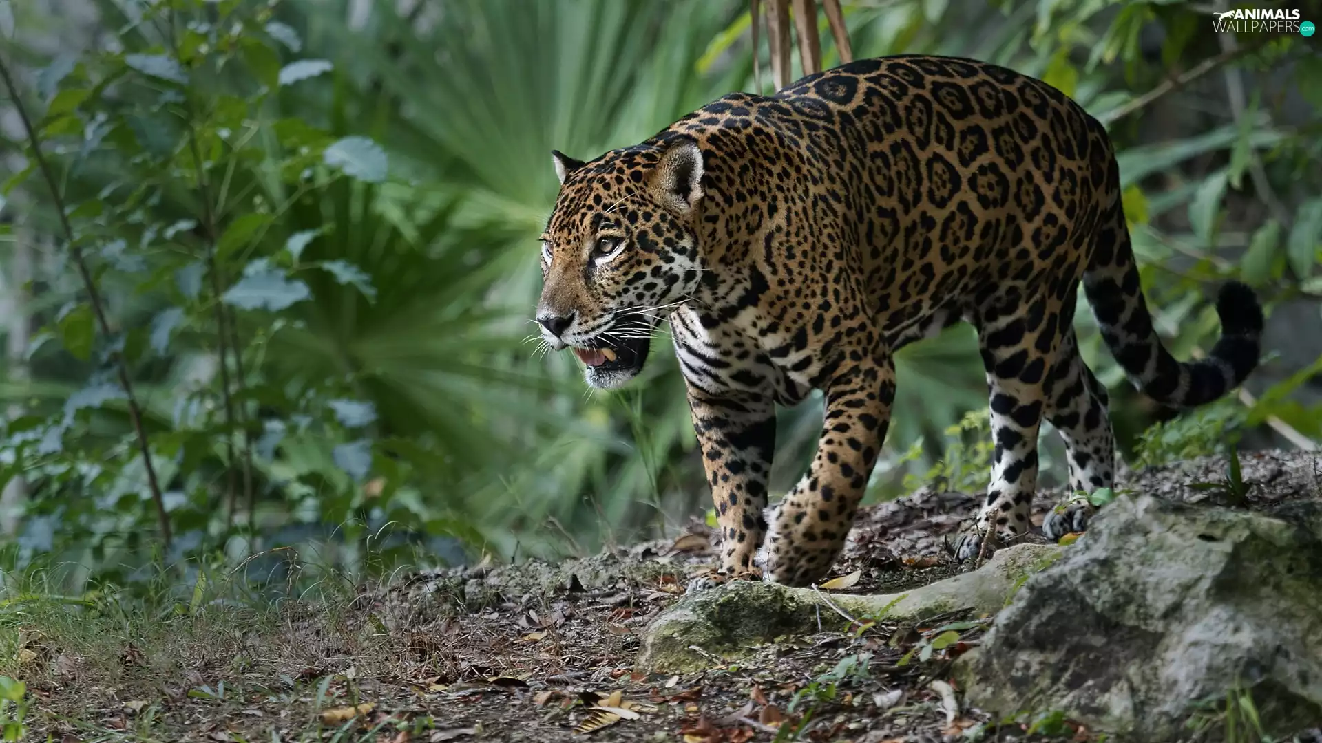 American Leopard, Plants