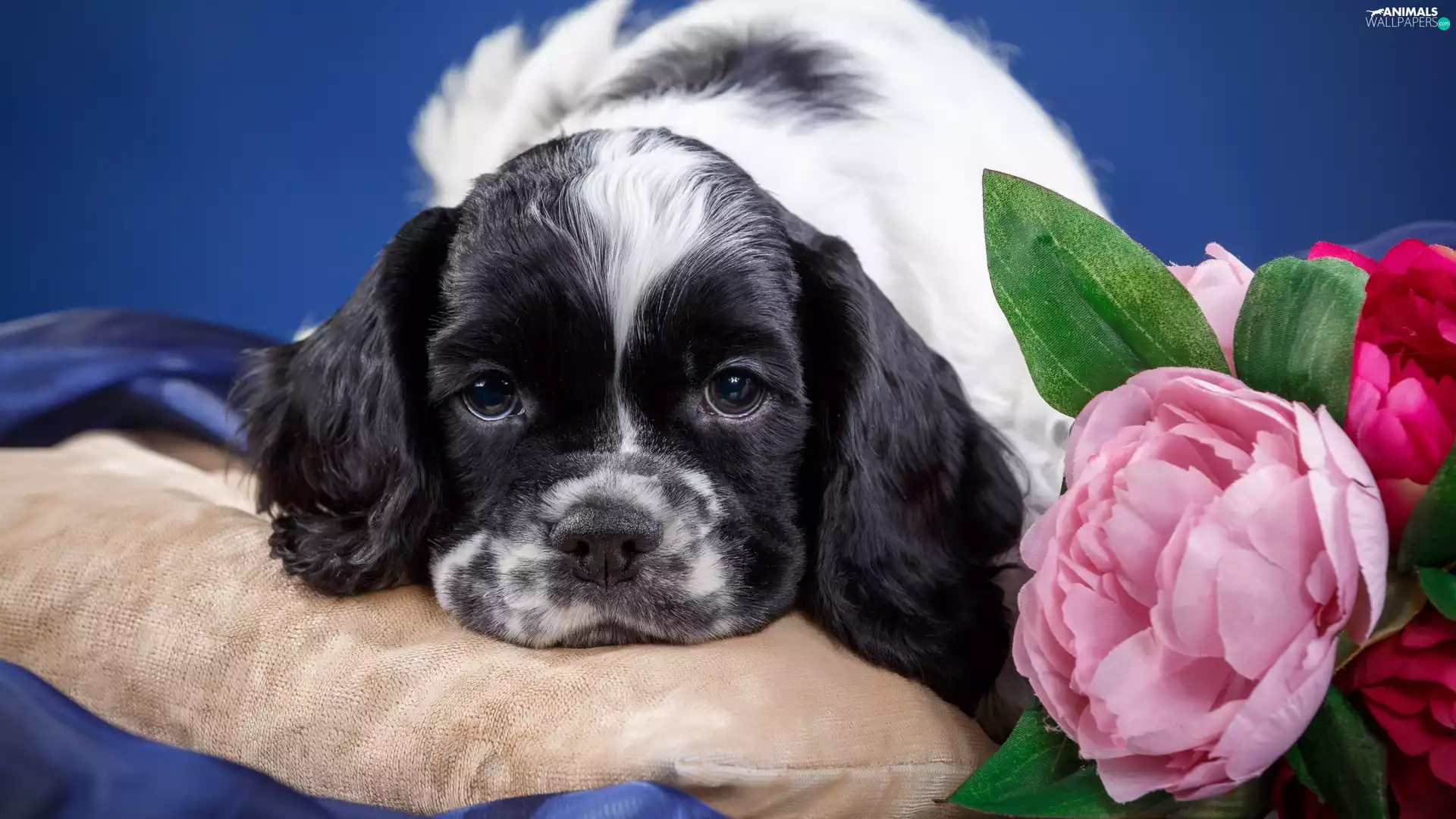 Pillow, Flowers, Puppy, American Cocker Spaniel, dog