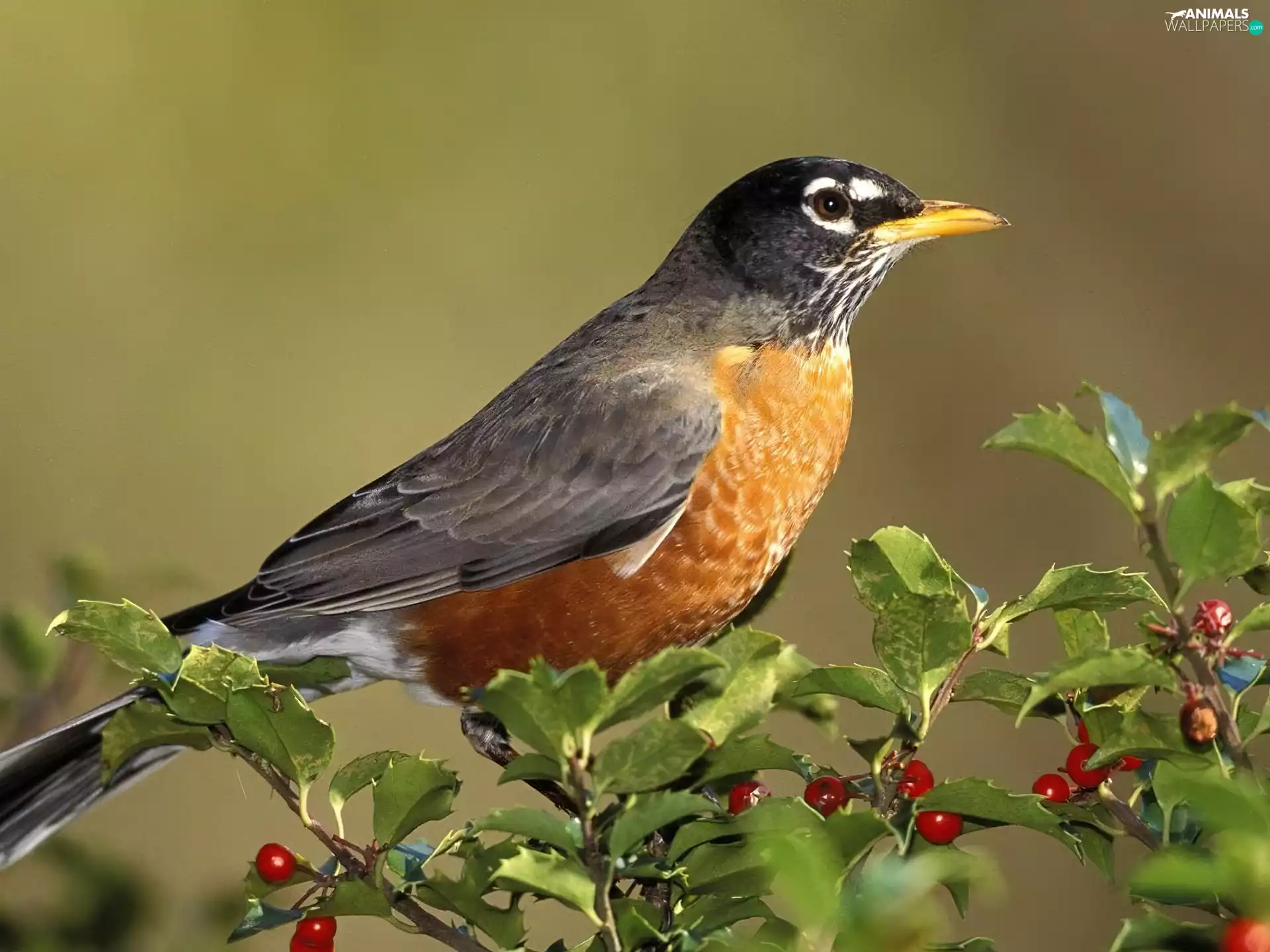 AMERICAN, twig, robin