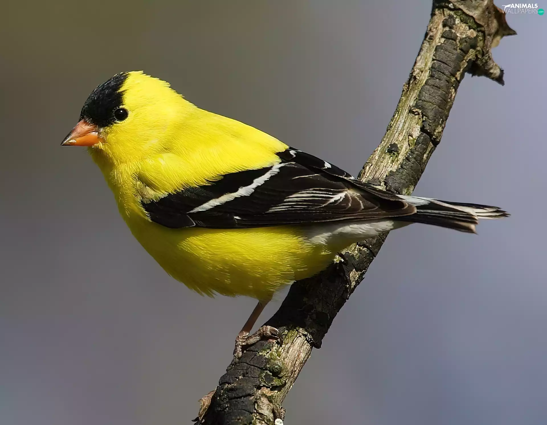 American Goldfinch, twig
