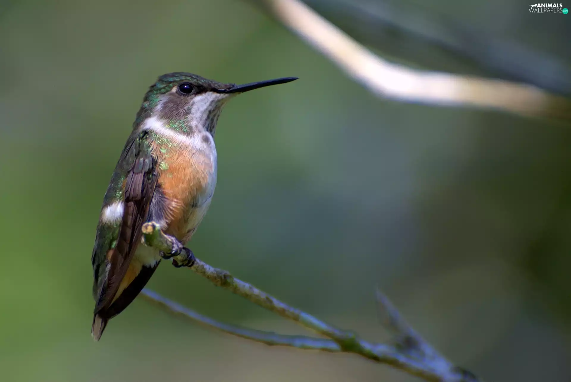 Amethyst Hummingbird, twig