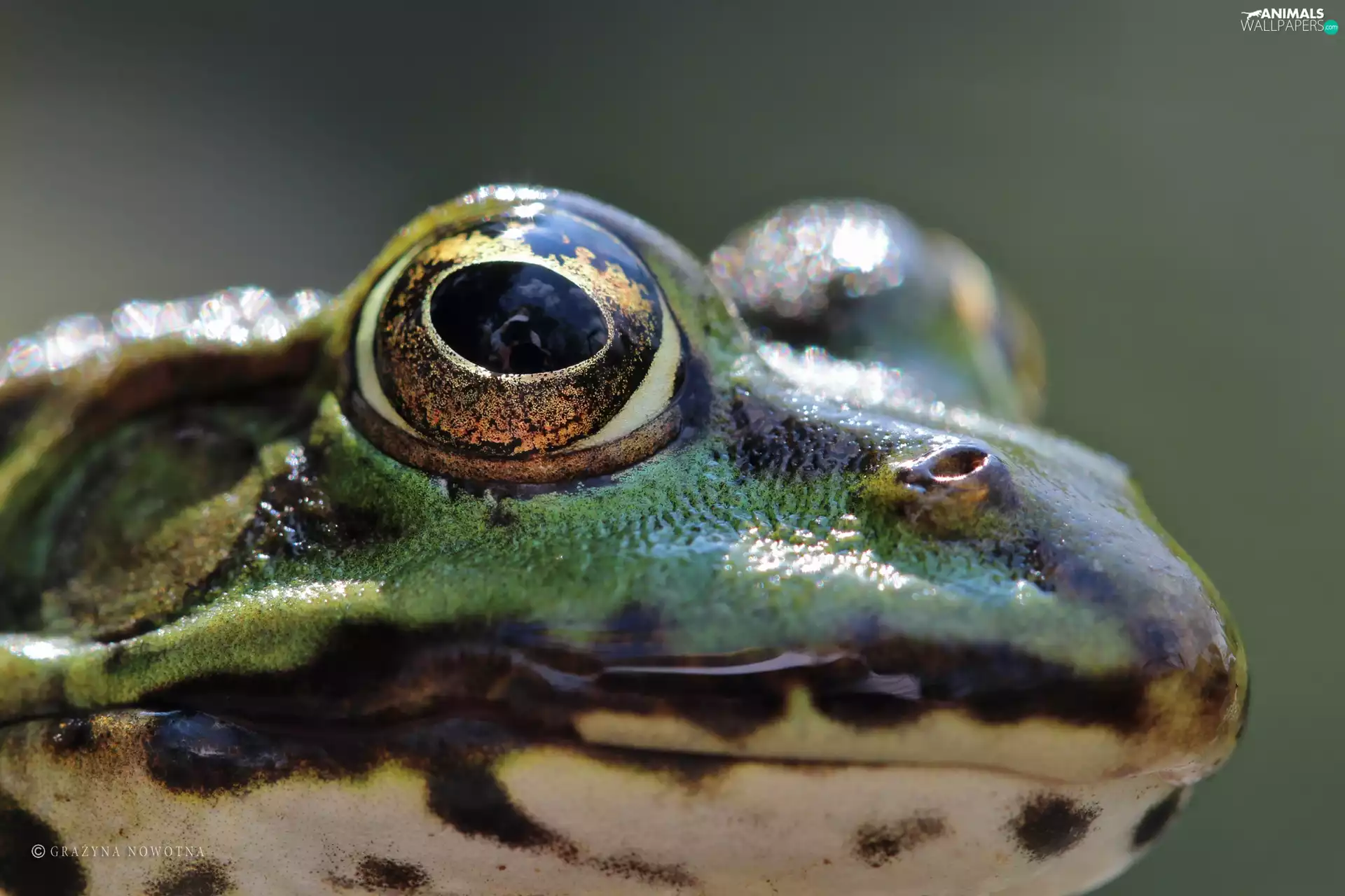 eye, strange frog, amphibian