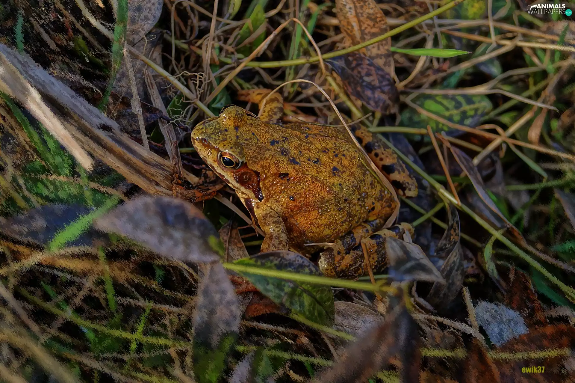amphibian, strange frog