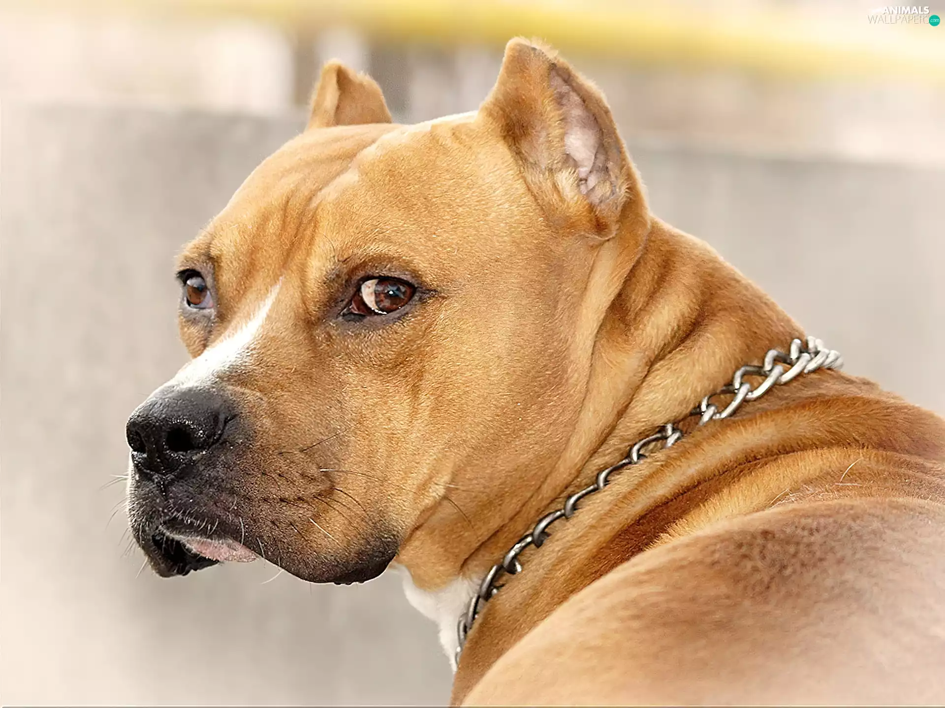 dog-collar, Brown, Amstaff