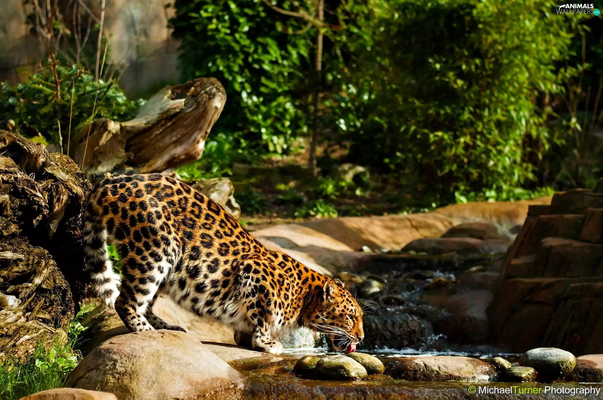 Drapieżnik, Amur Leopard, Tiger-cat