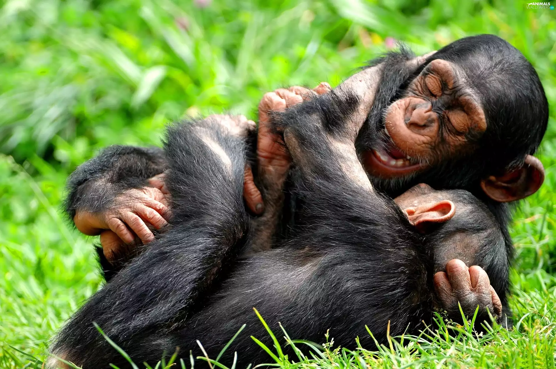 amused, chimpanzee