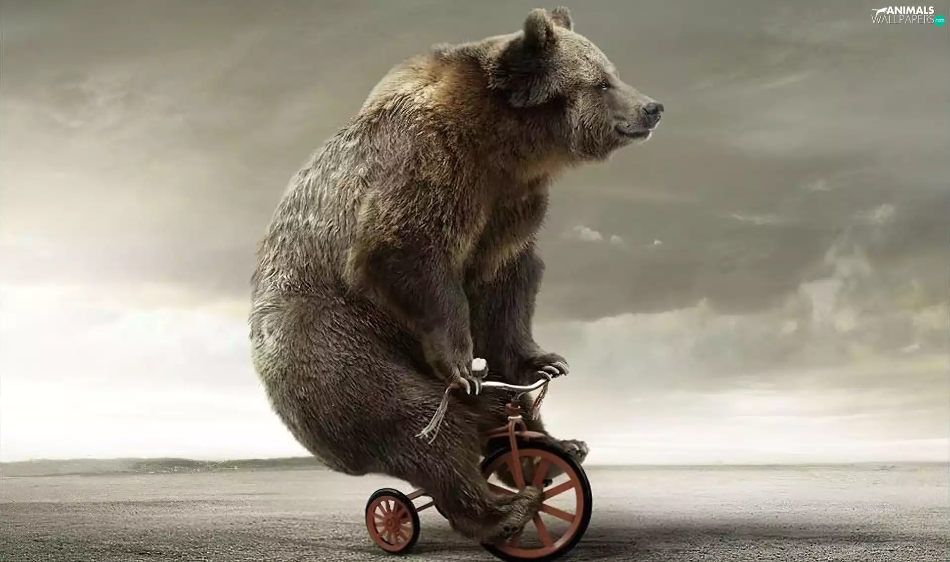 bike, teddy bear, an