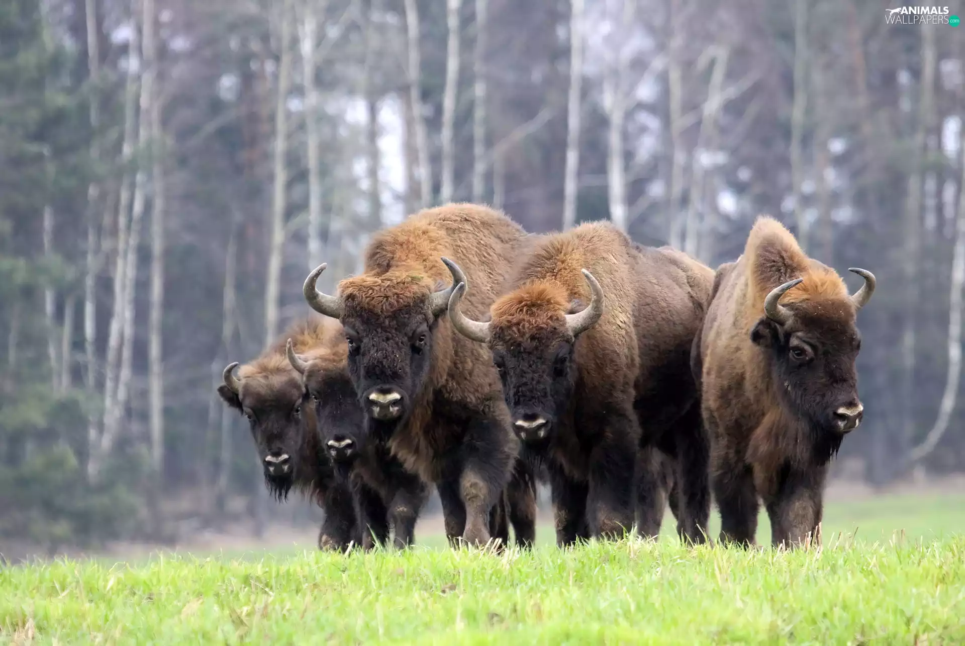 Bisons, glade, grass, an