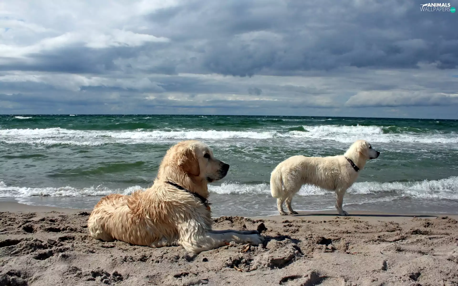 an, Dogs, Beaches, Golden Retriever, Two cars, Guard, sea