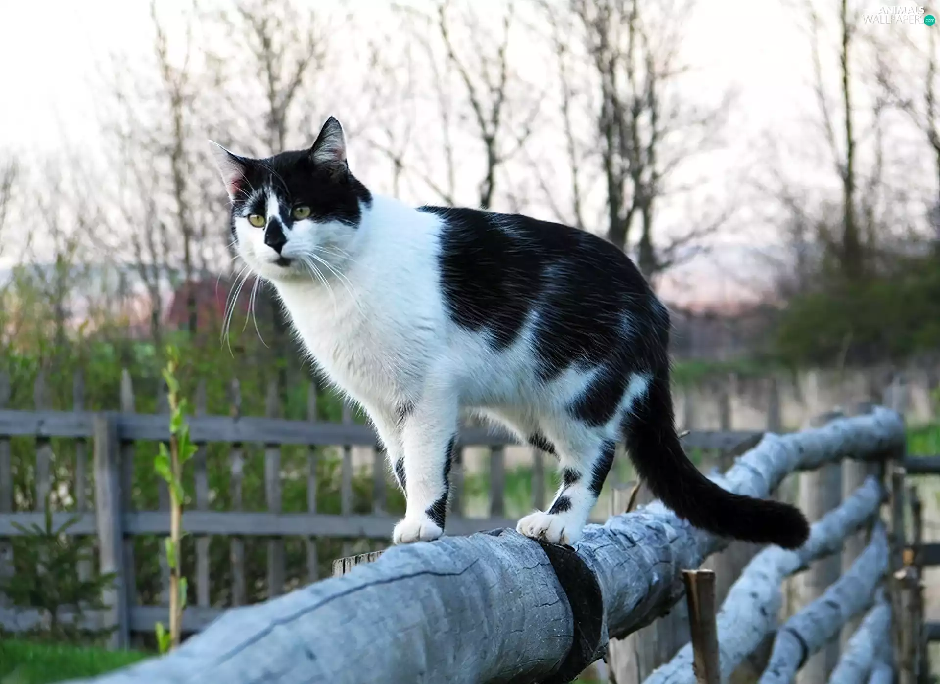 cat, rod, Fences, an