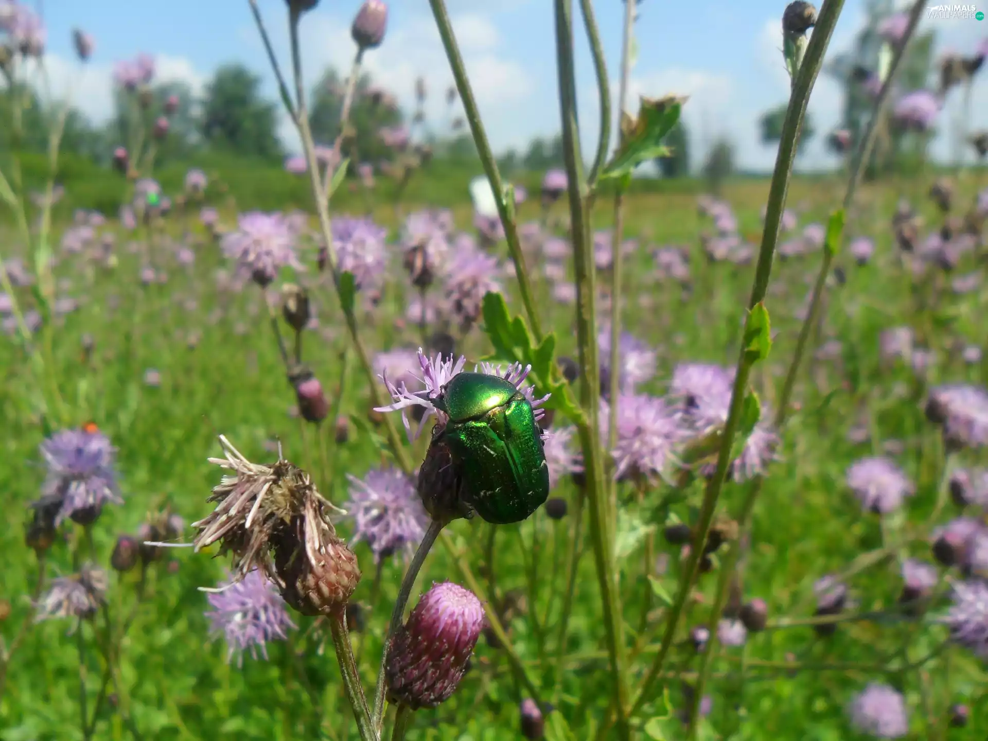 cetonia, purple, thistle, an