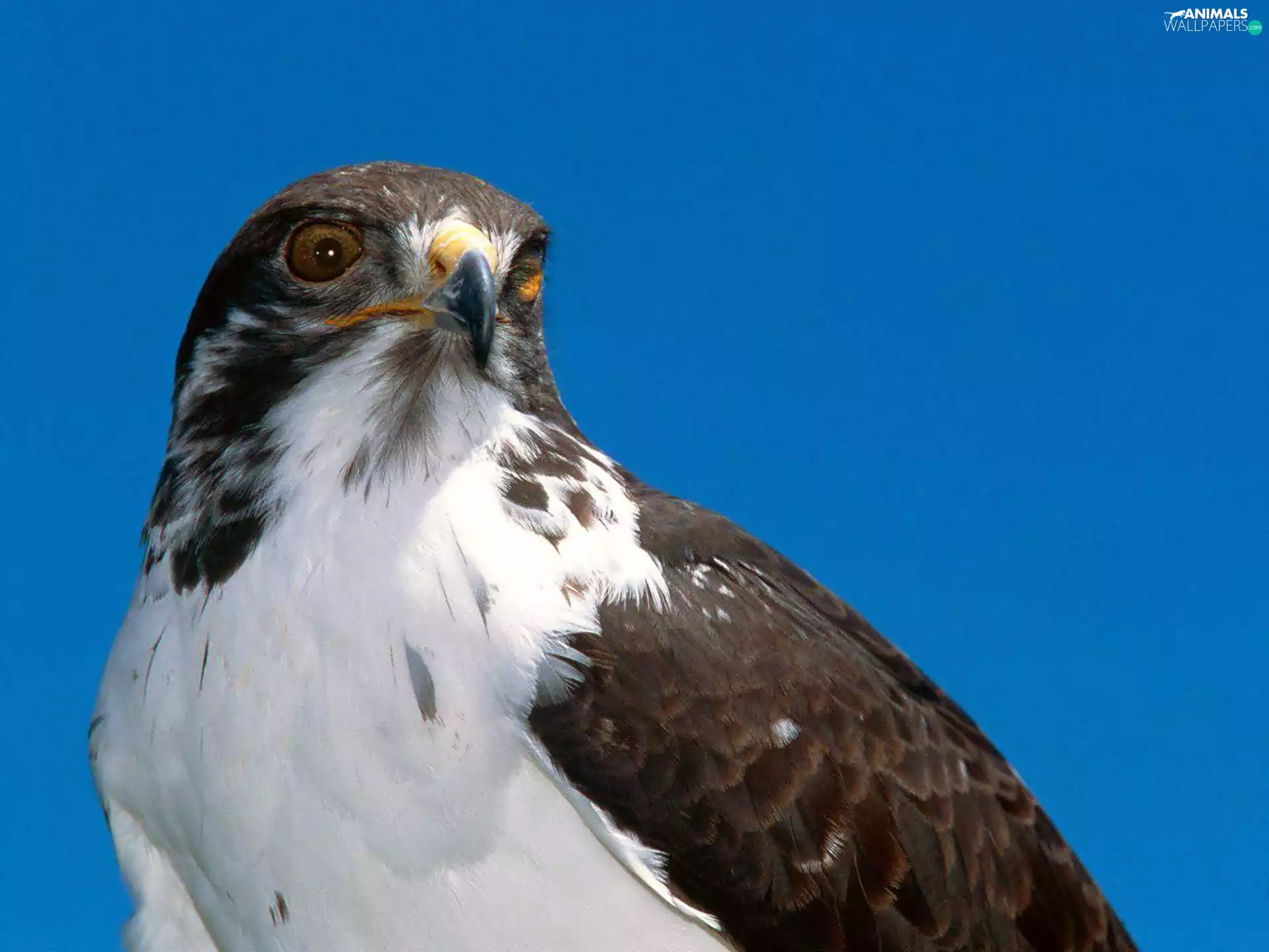 falcon, tle, Heaven, an