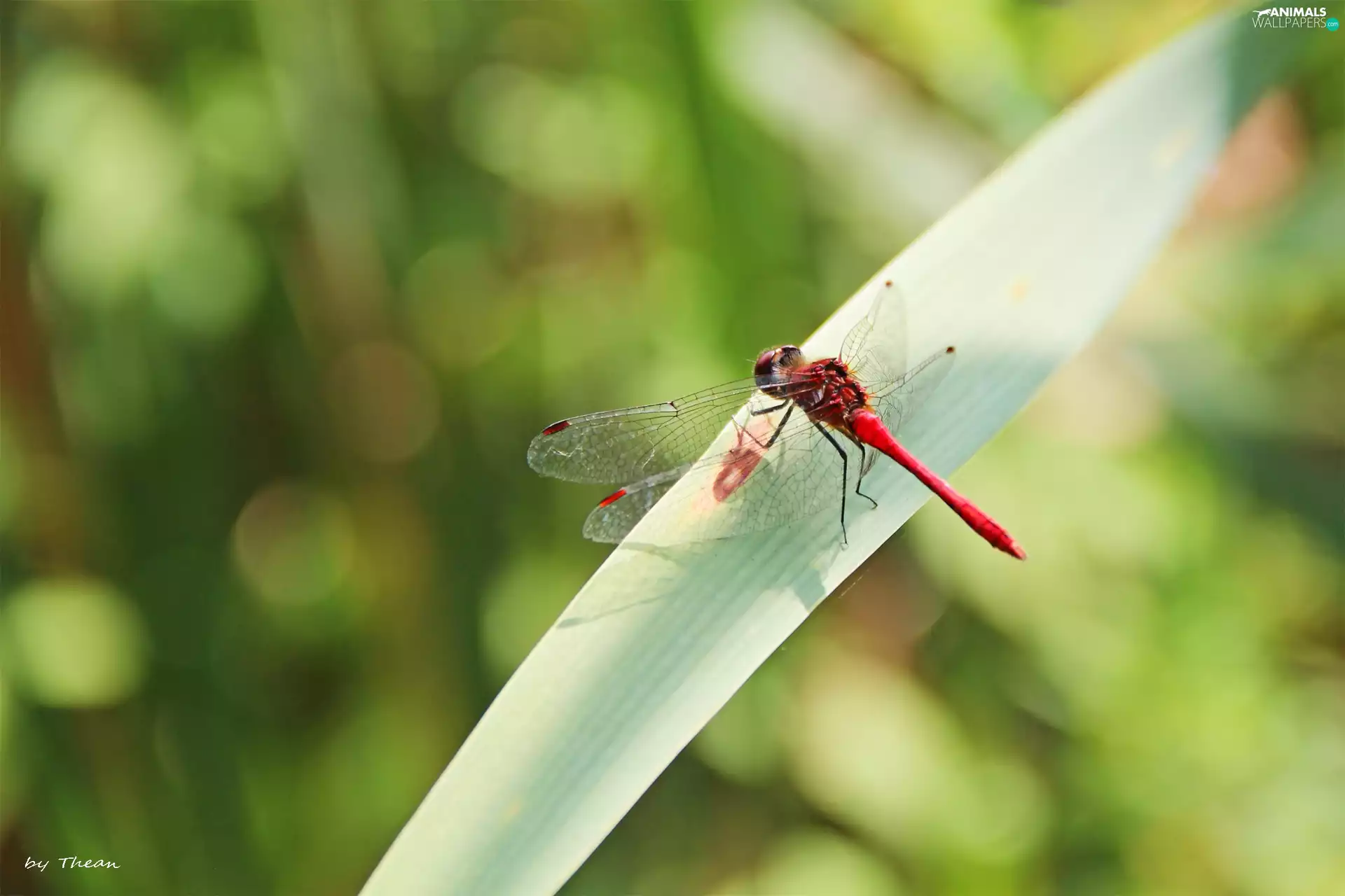 grass, dragon-fly, an