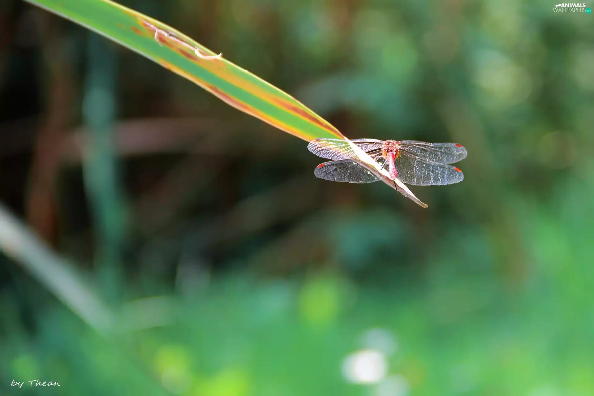 grass, dragon-fly, an