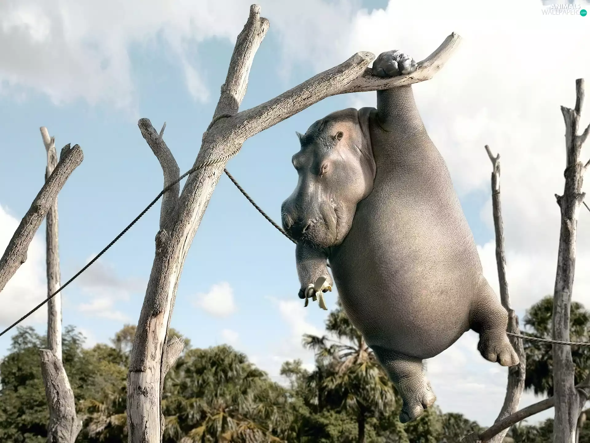 hippo, tree, Banana, an