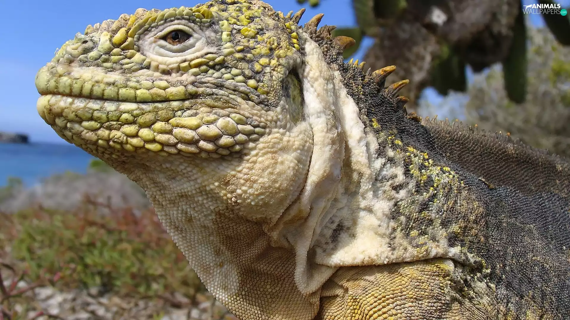 Iguana, islands, Galapagos, an