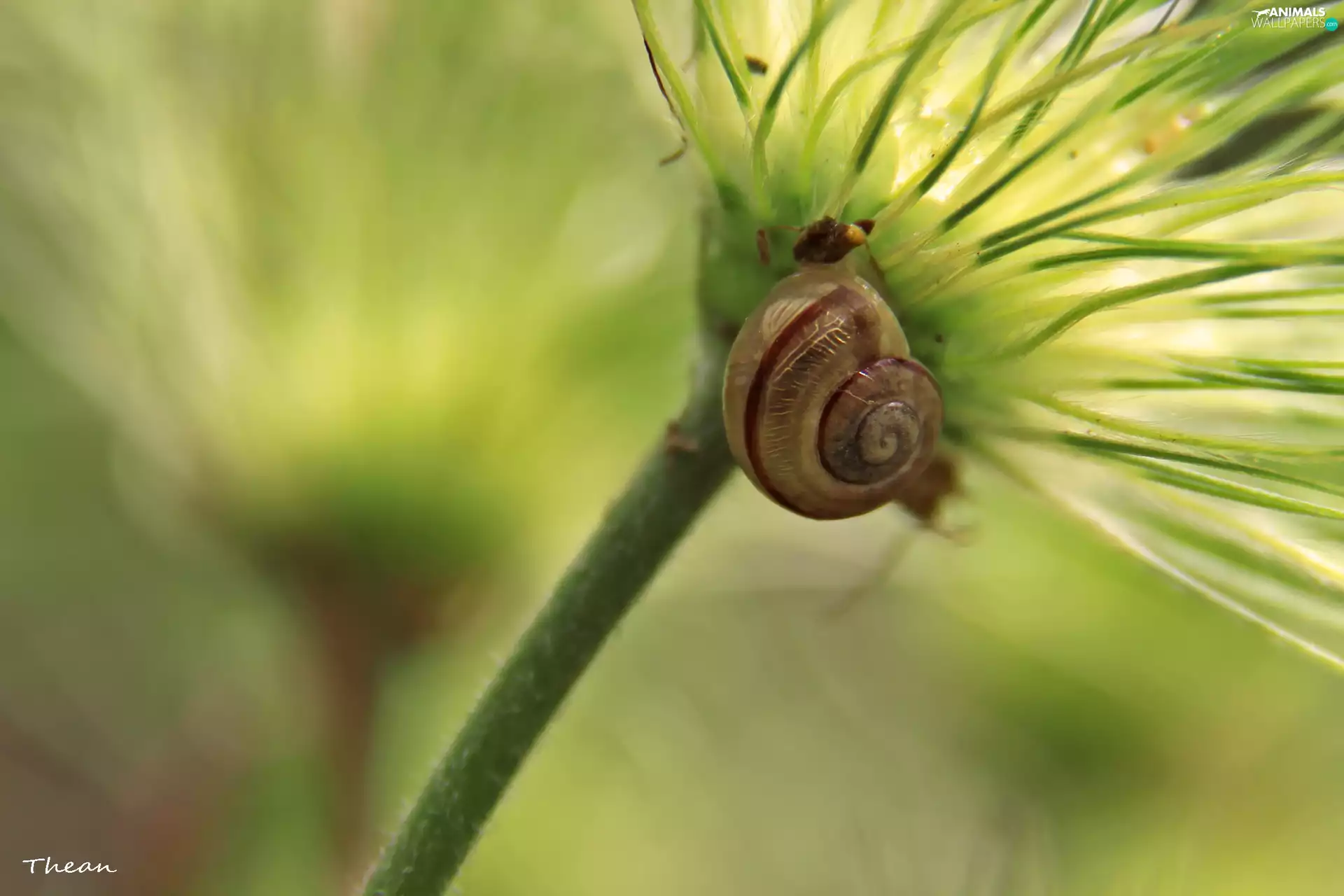 Little plant, snail, an