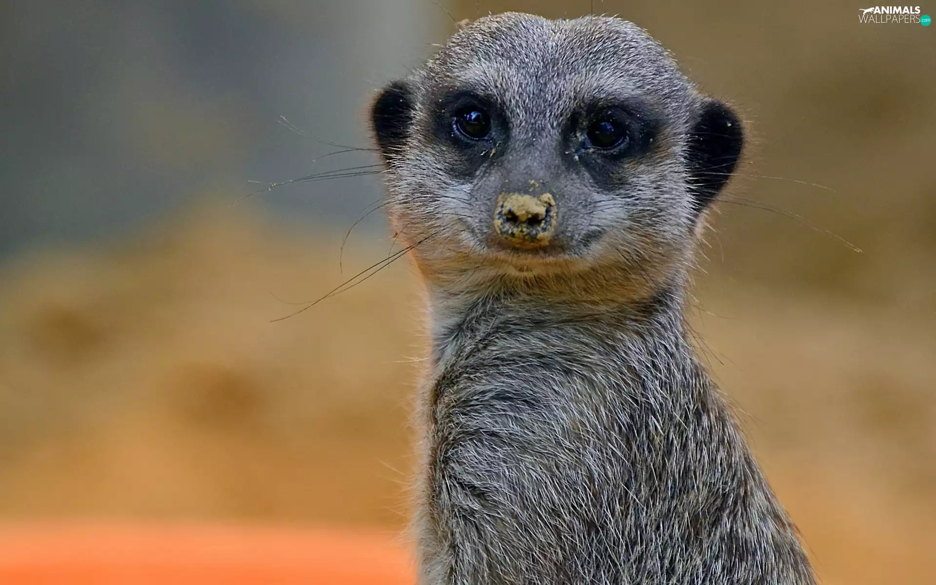 research, The look, an, Guard, Meerkat