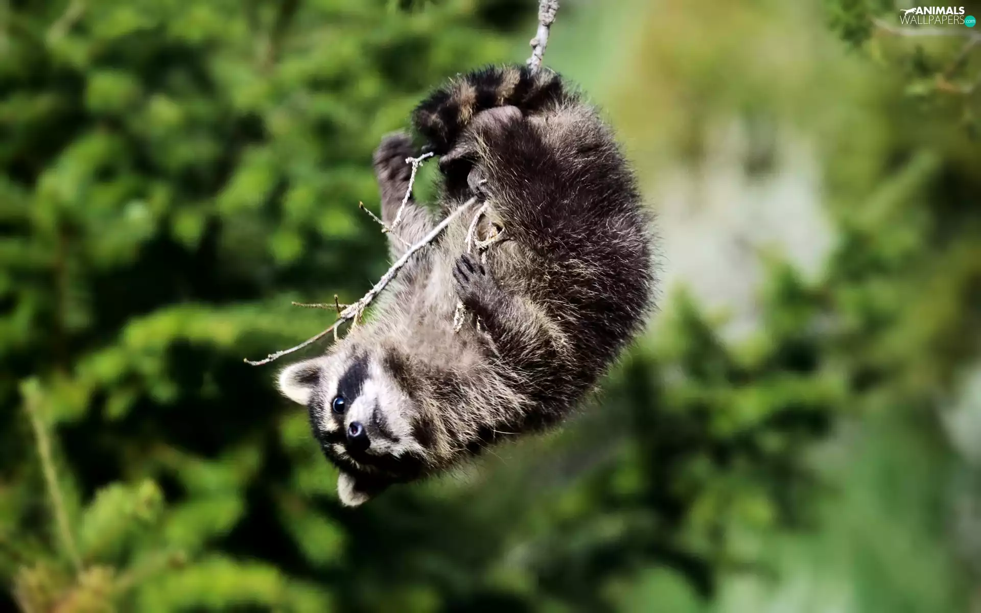 pendant, branch, raccoon, an