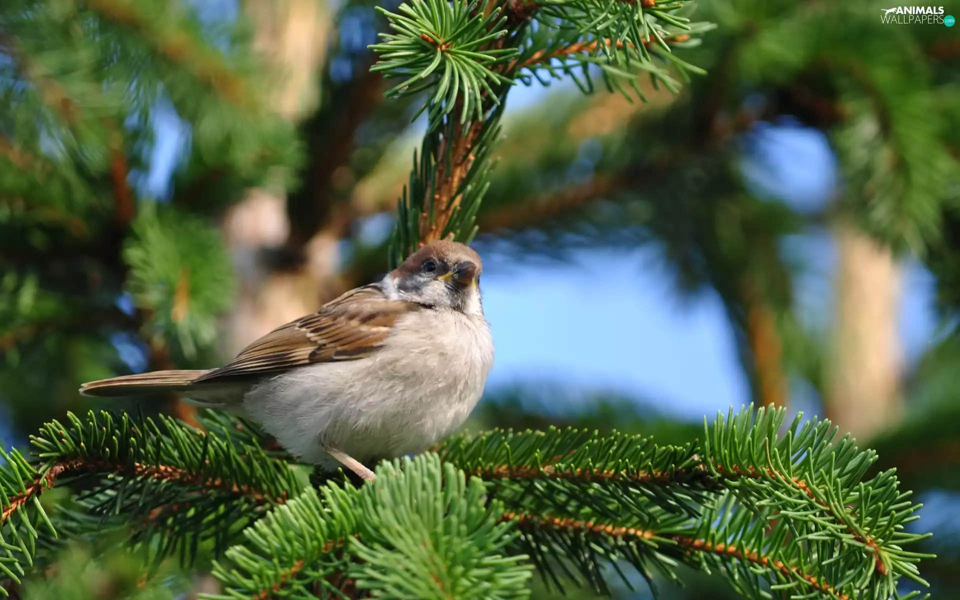 pine Tree, birdies, an