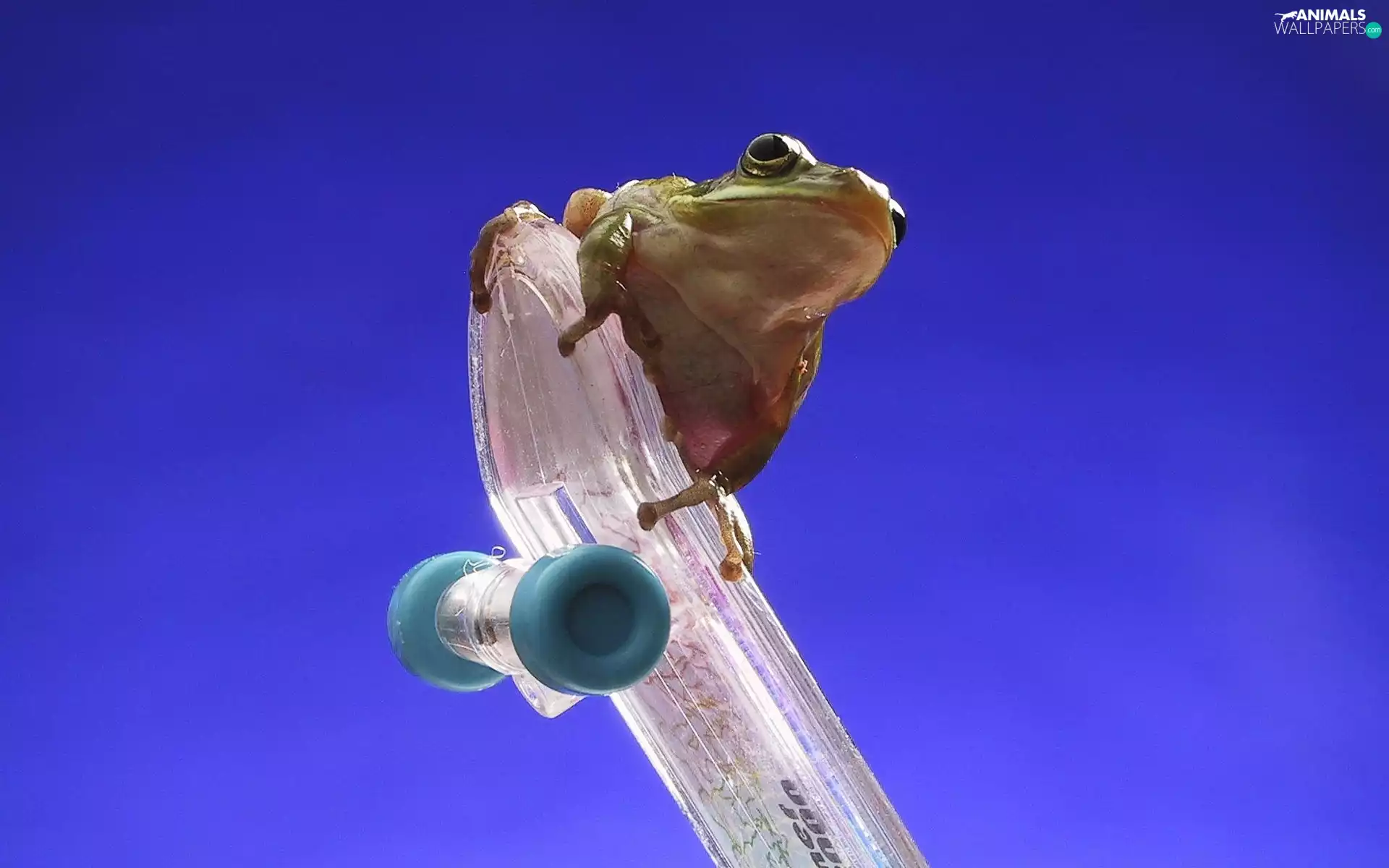 skateboard, strange frog, an
