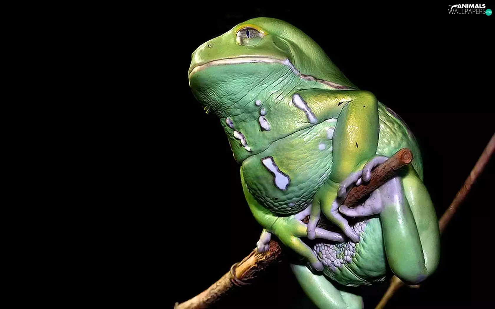 Green, an, stick, strange frog