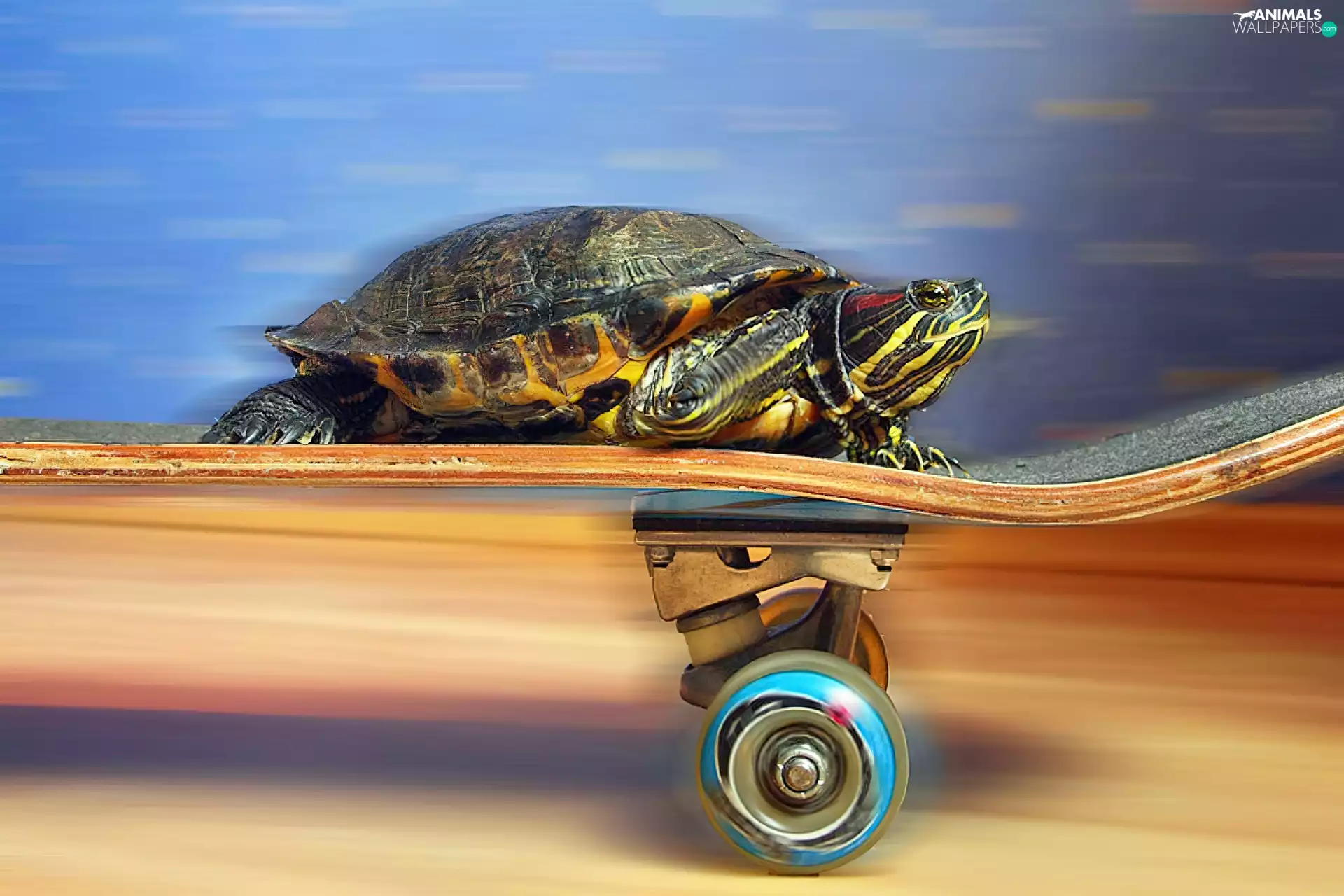 turtle, skateboard, speed, an