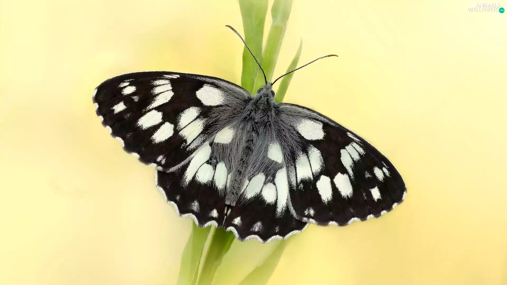 marbled chessboard, black and white, butterfly