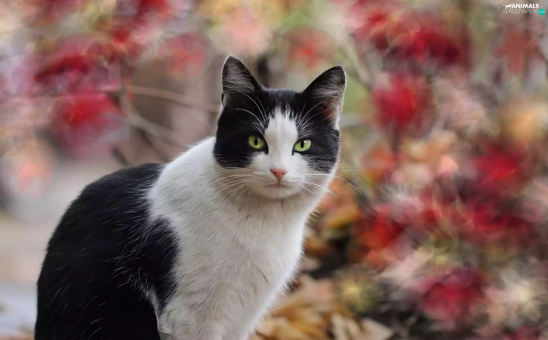 blurry background, black and white, cat