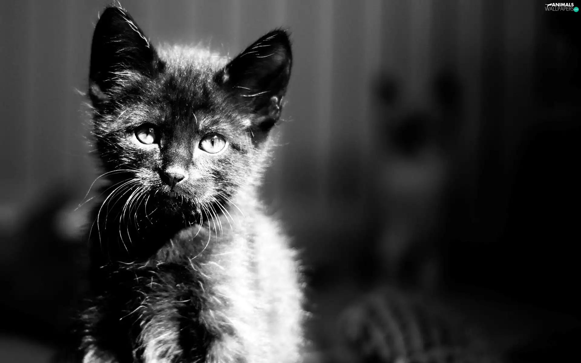cat, picture, Black and white, kitten