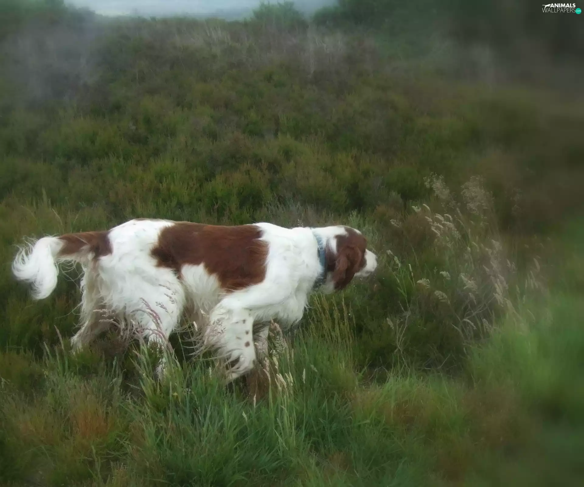 Setter Irish Red and White, Meadow