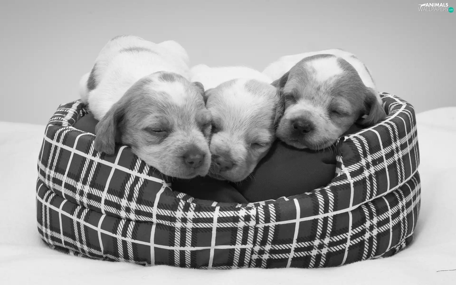 Three, haunt, Black and white, puppies