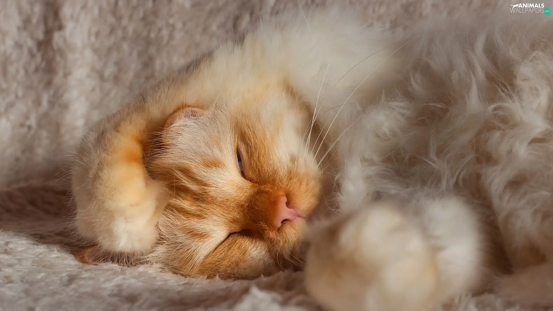 white and red, sleepy, cat