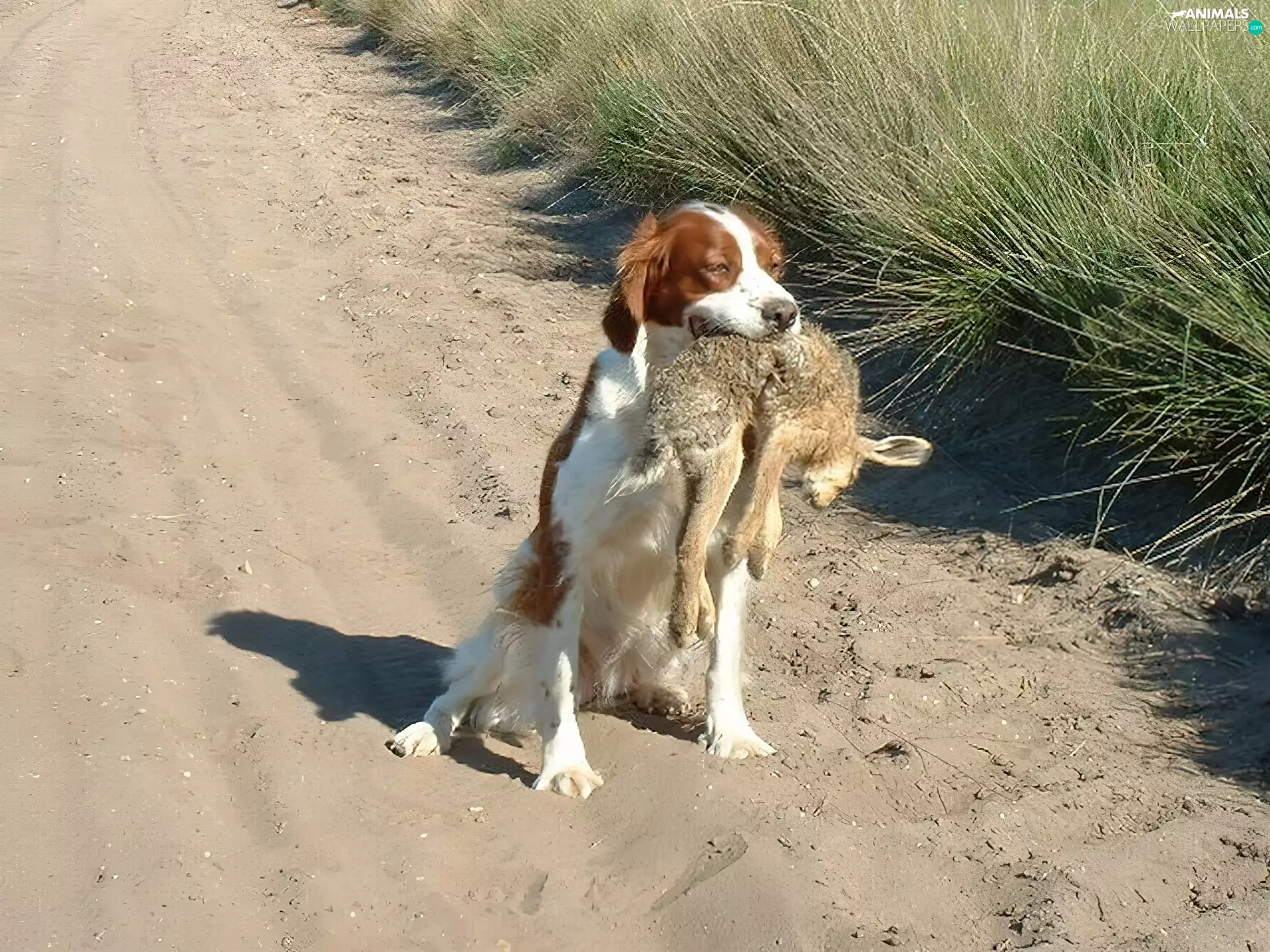 Setter Irish Red and White, Wild Rabbit