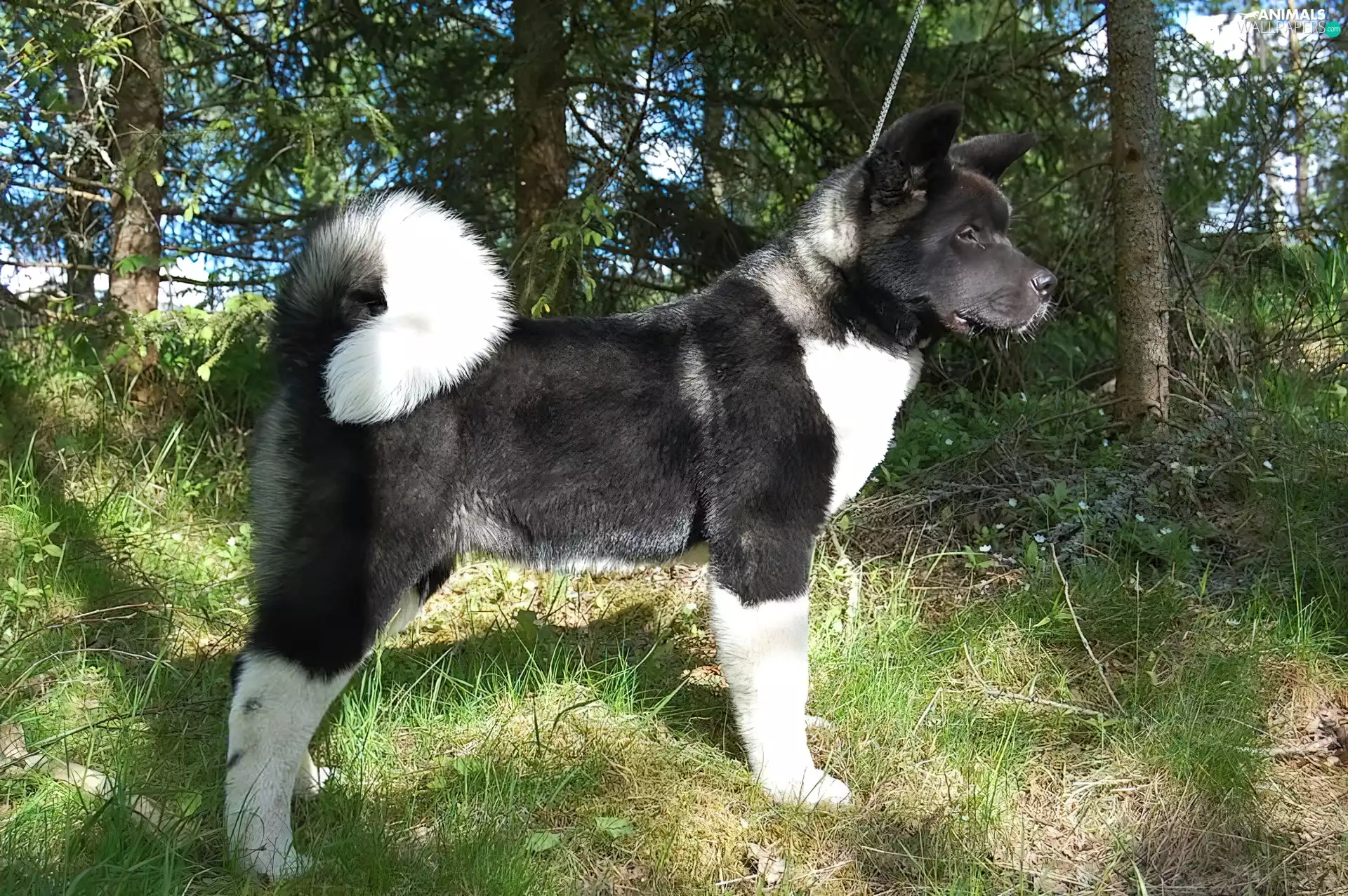 Black and White, American akita