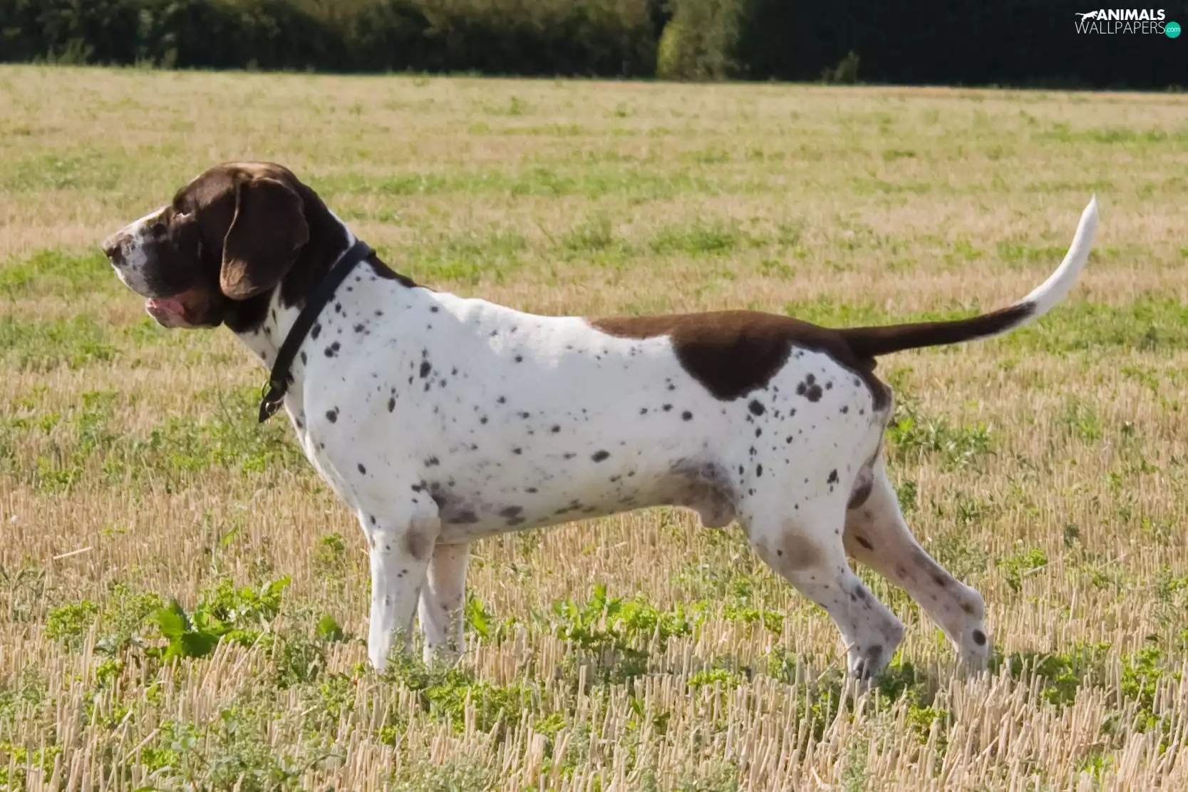 Brown and white, Old Danish