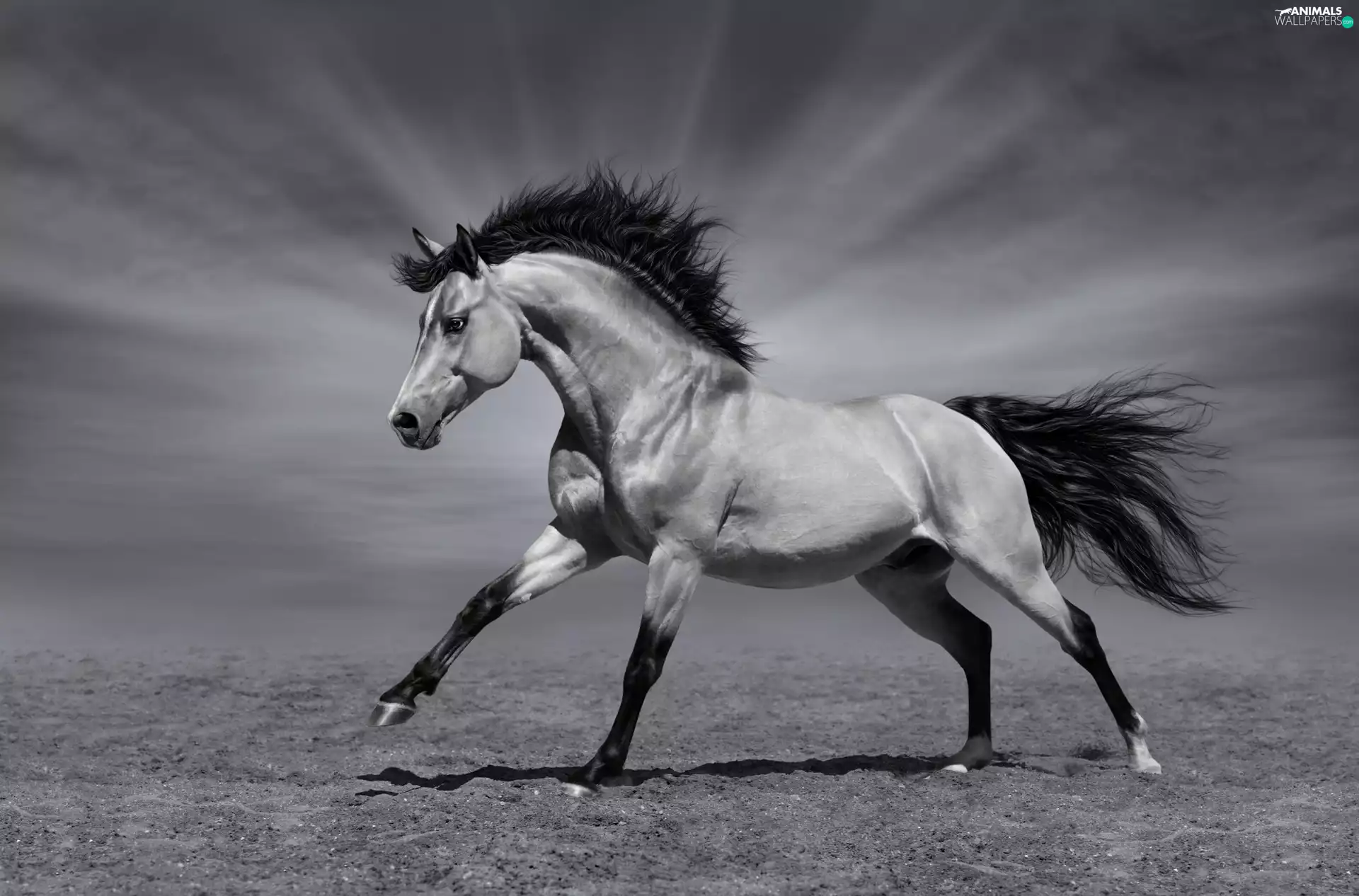 Black and white, running, Horse