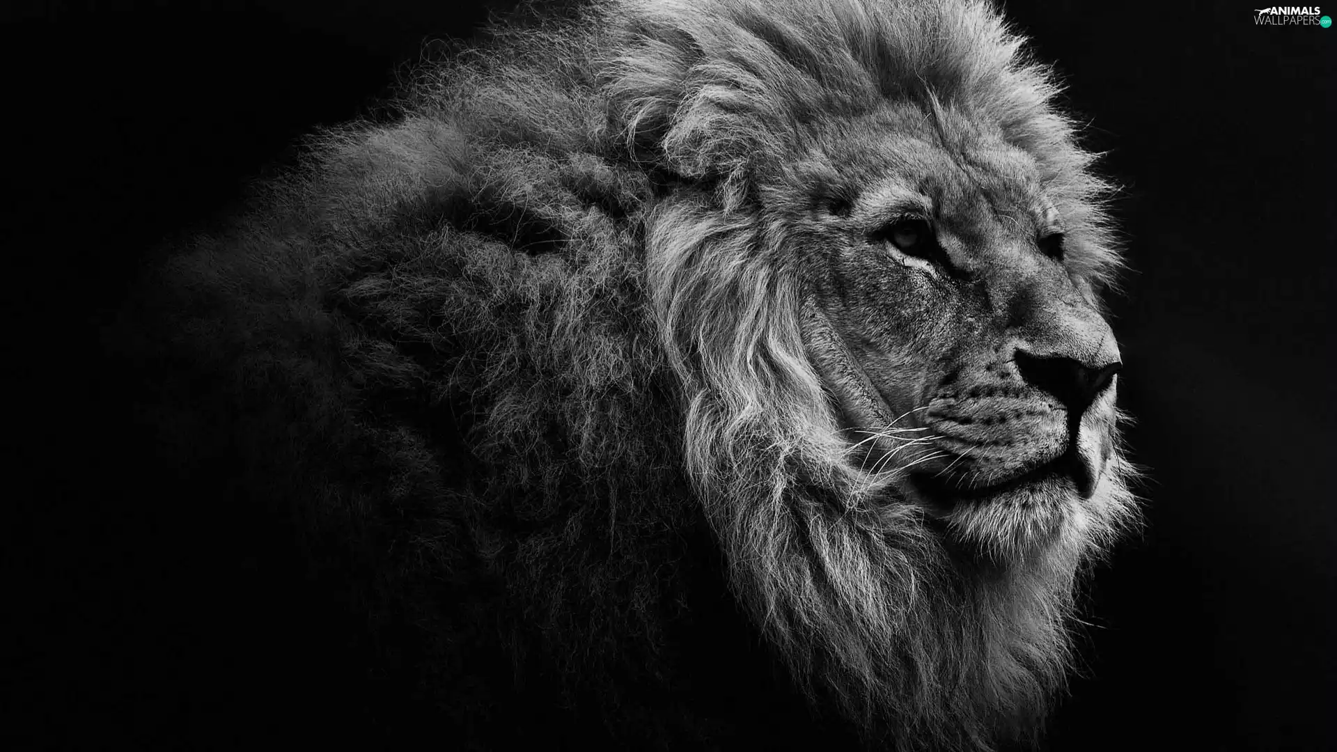 Black and white, Lion, mane