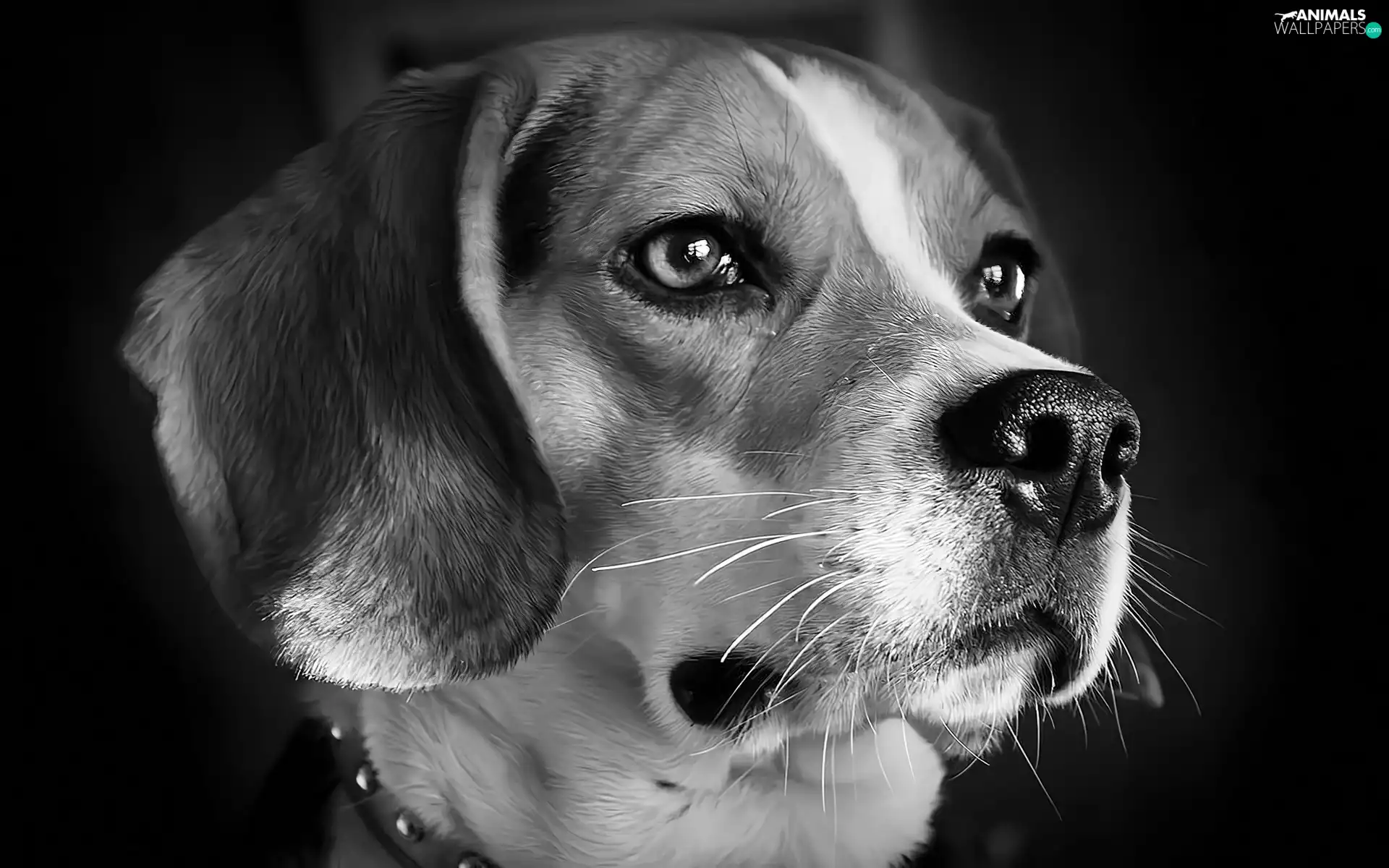 Black and white, Dog, muzzle
