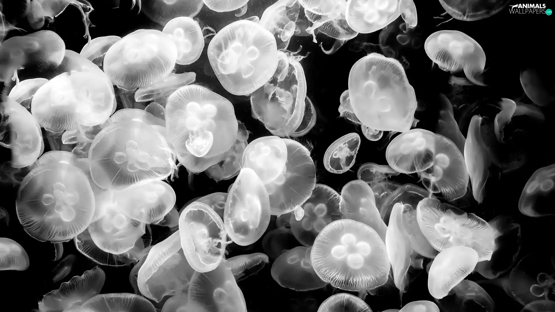 Black and white, jellyfish, sea