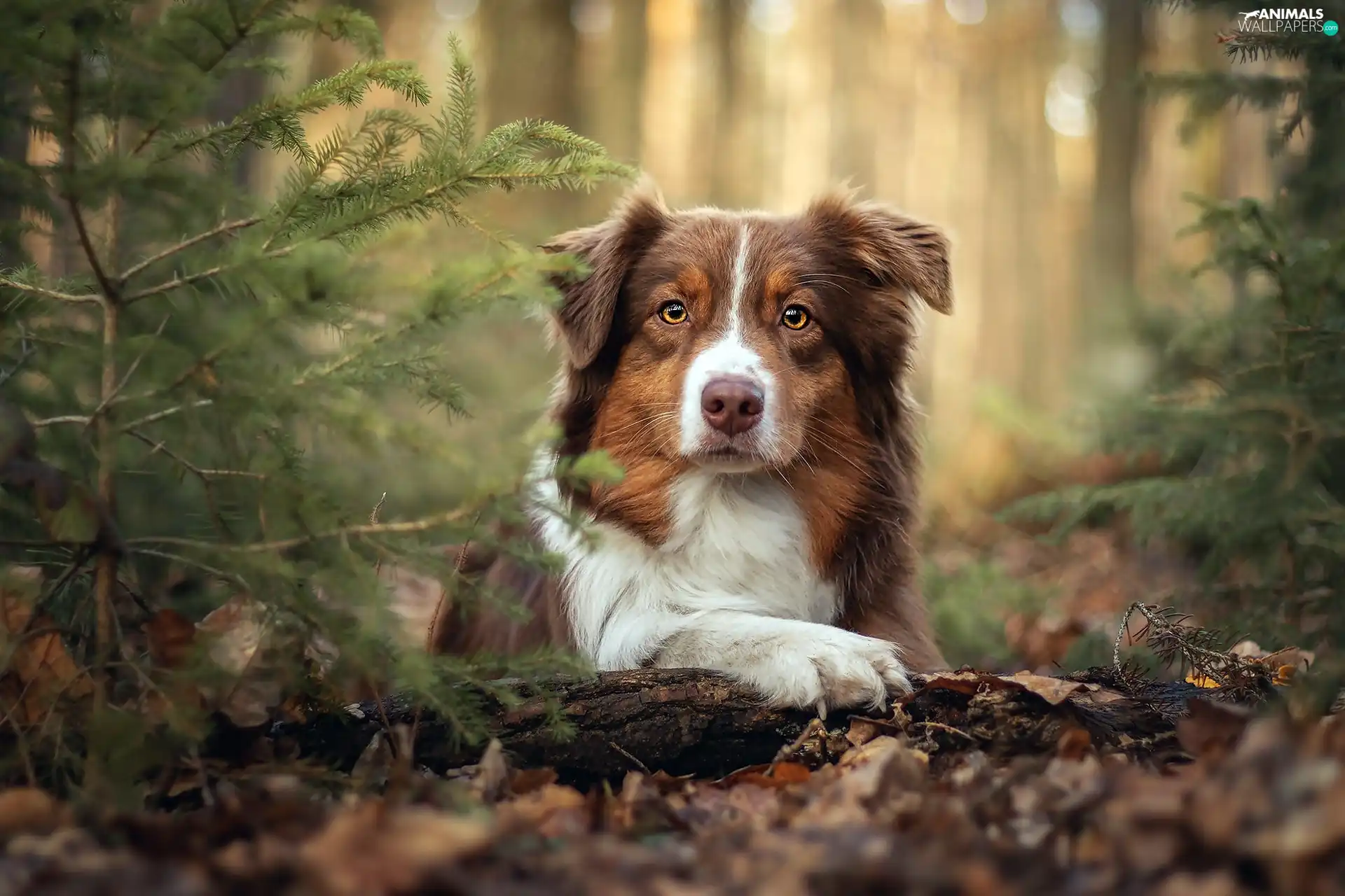 Brown and white, Australian Shepherd