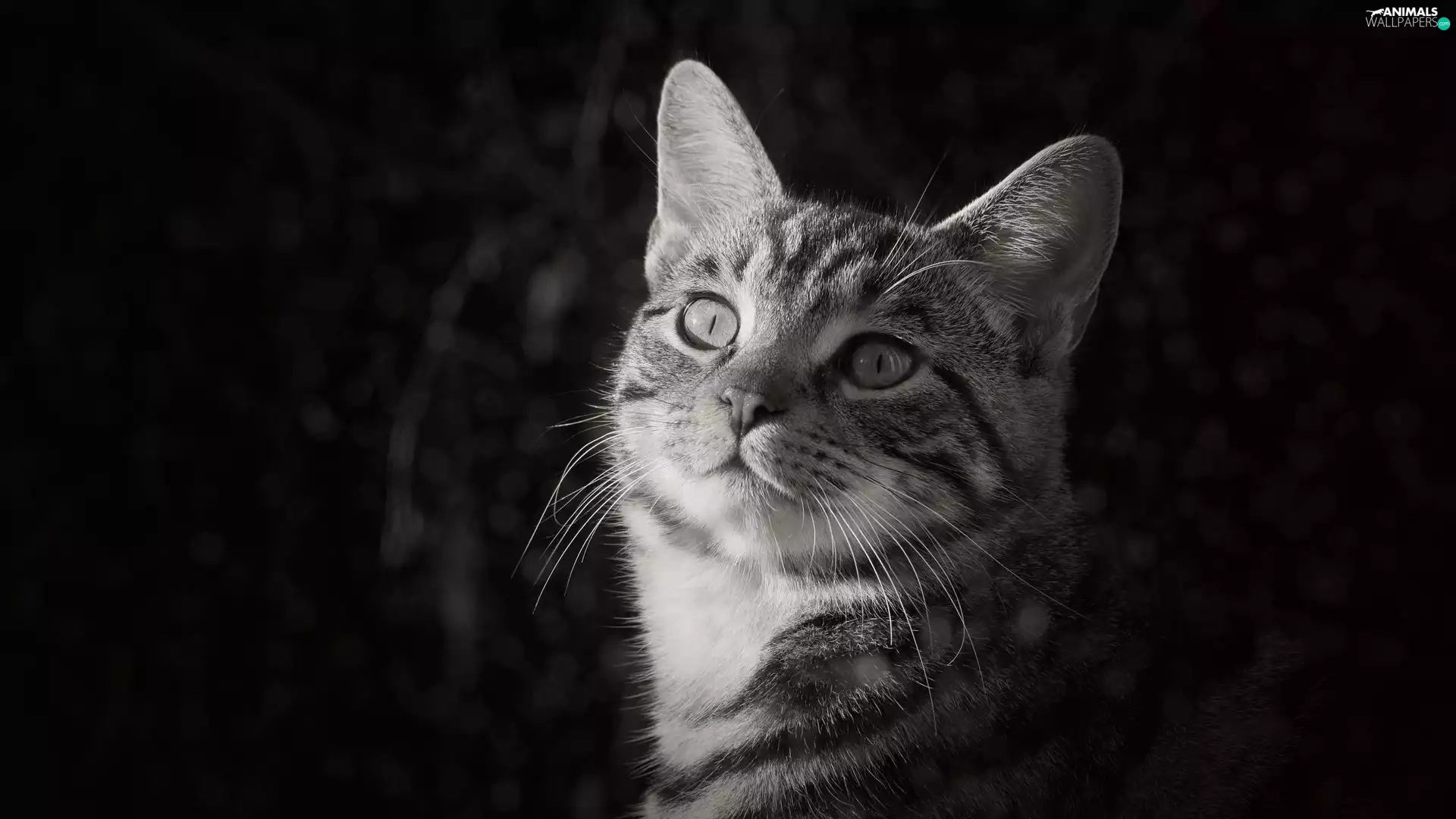 Black and white, cat, striped